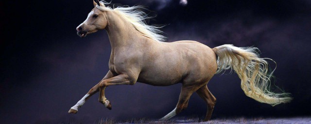 岁数53的对应生肖(53岁属什么生肖多大)