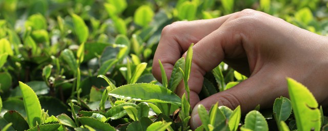 关于茶的现代诗句摘录(关于茶的诗及赏析)