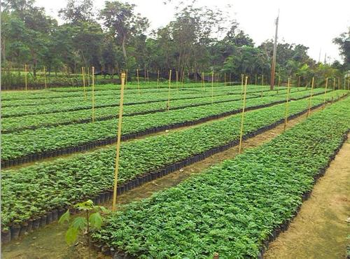 苗圃简介，苗圃介绍(苗圃品种介绍)