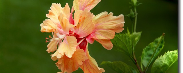 适合强阳光暴晒的植物简述(适合在太阳底下暴晒的植物)