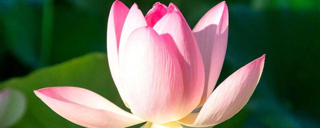 这些养护的技巧要知道(该如何养护)