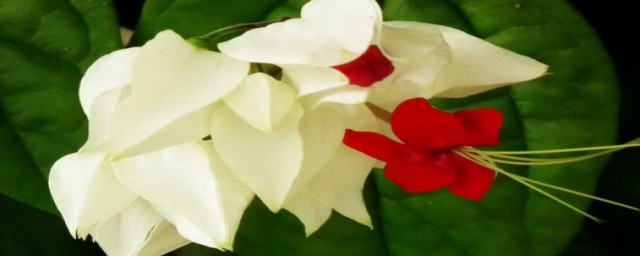 吐龙珠花的种植方法盘点(龙吐珠花的图片和养殖方法)