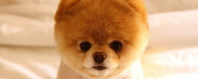 讨人喜欢的博美犬(我喜欢博美犬)