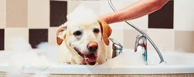 帮狗狗洗澡的几个注意事项(给狗洗澡要注意事项)