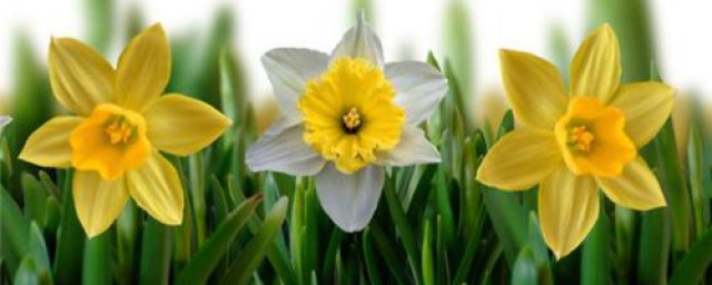 栽培管理黄水仙的方法简述(黄水仙的养殖方法和注意事项)