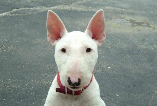 牛头梗孙红雷,牛头梗孙红雷合照(牛头梗图片孙红雷 合照) 牛头梗孙红雷,牛头梗孙红雷合照(牛头梗图片孙红雷 合照)