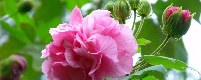 这些种植窍门要知道(你知道有哪些种植方法)