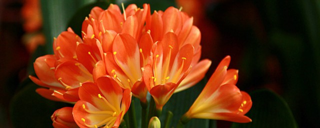 君子兰叶片歪斜处理方法(如何调整君子兰叶片歪曲)