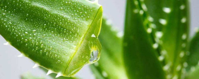 芦荟管理方法简述(芦荟的栽培技术和管理)