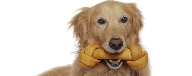 金毛犬养护常识你要知道(金毛幼犬要注意什么)