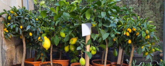 一年四季都可以修剪吗(四季春养殖和修剪方法)