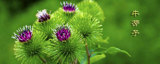 食用牛蒡子哪些禁忌(牛蒡子的功效与作用及禁忌症有哪些?)
