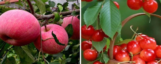 芸苔素是什么(芸苔素是什么做的)