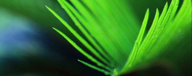 有如下5个作用以及功效(有几个功效)