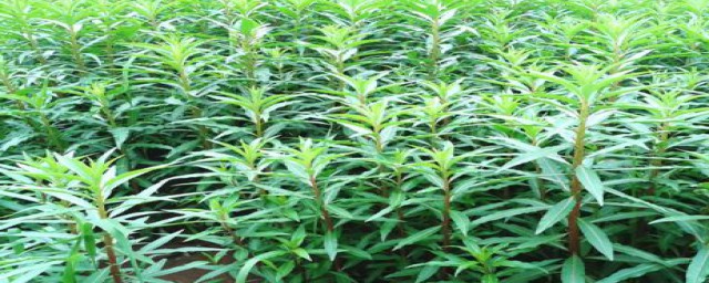 赶黄草的功效与作用是什么(赶黄草的作用与用途)