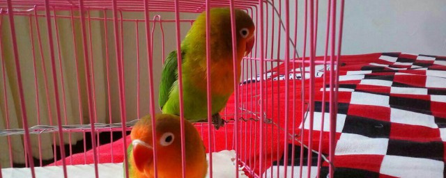 棕头牡丹鹦鹉繁殖时间(棕头牡丹鹦鹉寿命)