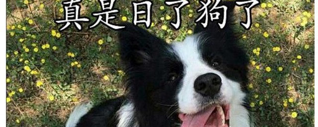 有点狗啥意思(狗的啥意思)