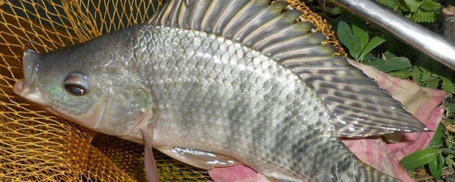 罗非鱼的特点?(罗非鱼的特点来写一篇作文)