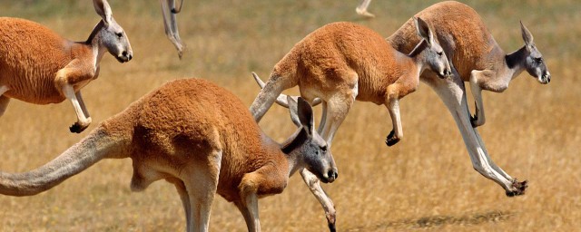 澳大利亚代表性食物简述(澳大利亚的代表食物是什么)