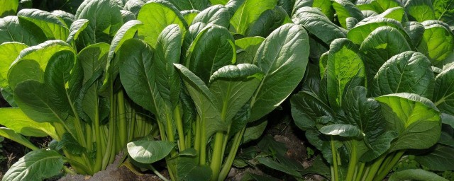 清除宿便最有效的5种蔬菜(最能排便的蔬菜)