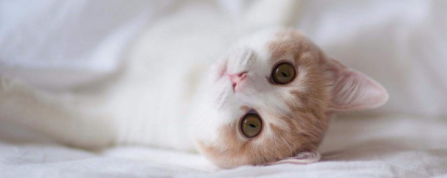 猫咪喜欢吃的水果有哪些(小猫咪喜欢吃什么水果能吃哪些水果)