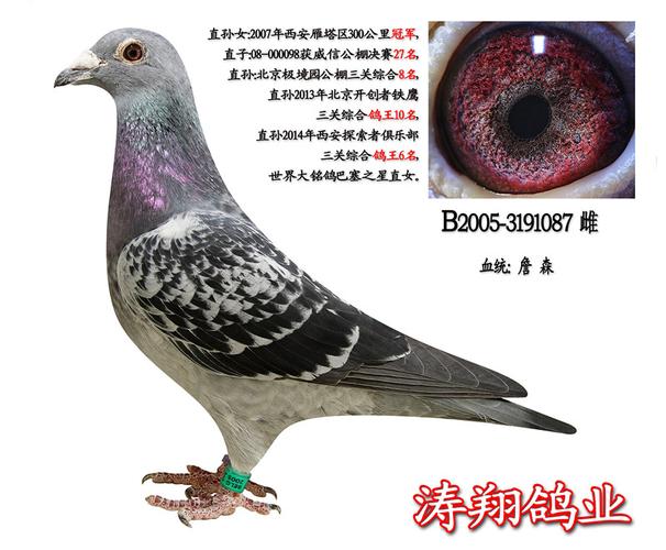 秦利鸽,秦跃杰(高震秦鸽简历)