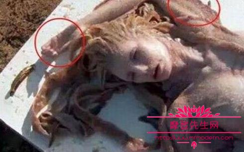 三生三世鲛人真的存在吗？鲛人就是美人鱼吗(鲛人族三生三世)