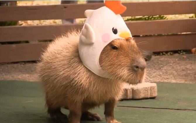 鳄鱼真的不吃水豚吗(鳄鱼吃河豚吗)