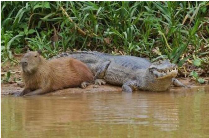 鳄鱼真的不吃水豚吗(鳄鱼吃河豚吗)