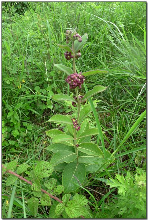 演员白微,白威(白威 剧照)