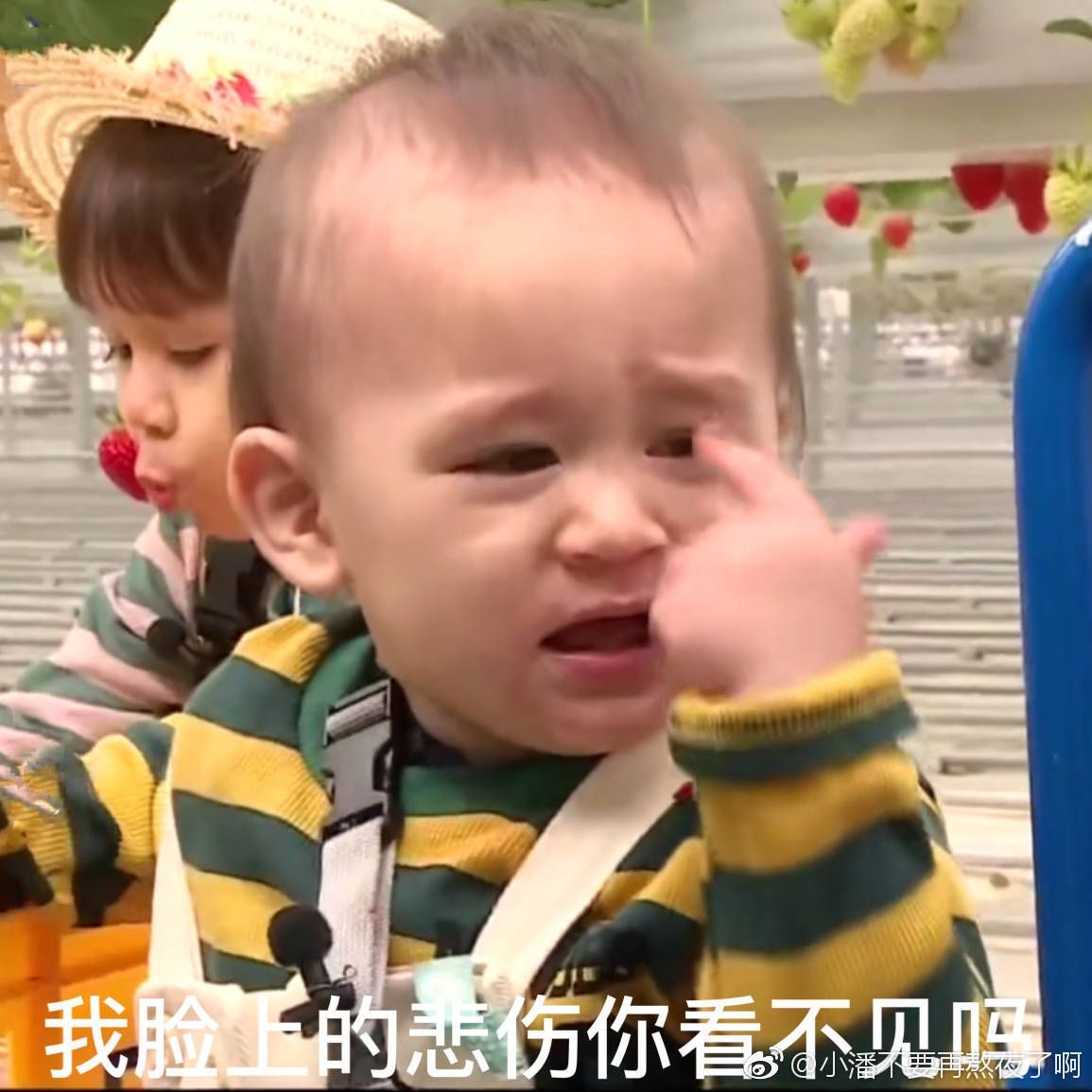 本特利是试管婴儿宝宝吗(本特利是剖腹产吗)