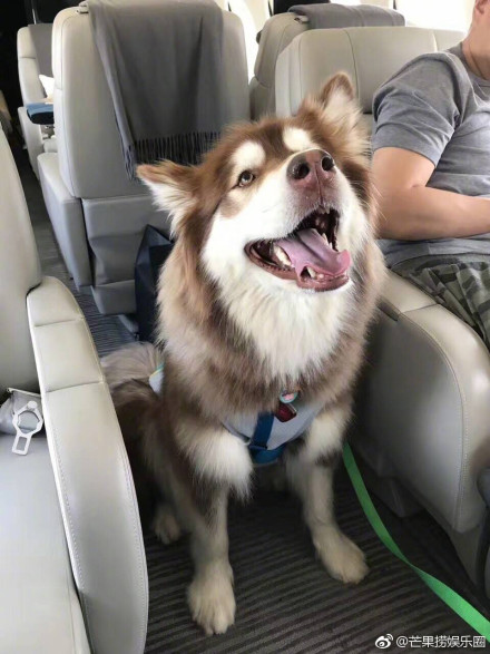 王思聪的狗王可可是什么品种?真正答案来了(王思聪的狗是纯种的吗) 王思聪的狗王可可是什么品种?真正答案来了(王思聪的狗是纯种的吗)