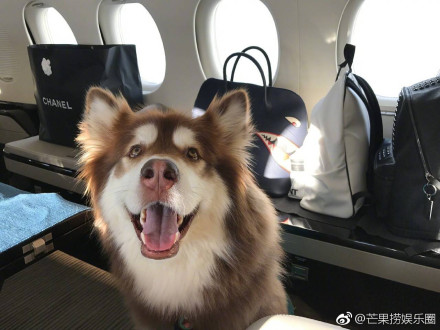 王思聪的狗王可可是什么品种?真正答案来了(王思聪的狗是纯种的吗) 王思聪的狗王可可是什么品种?真正答案来了(王思聪的狗是纯种的吗)