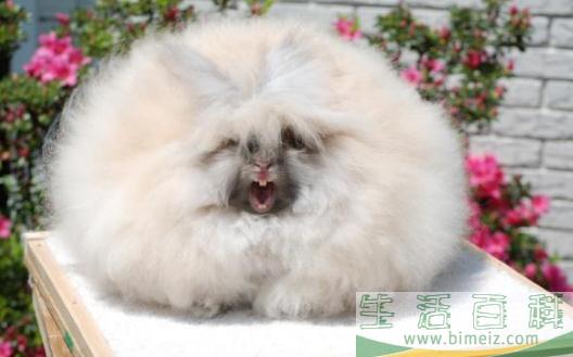 巨型安哥拉兔的价格是多少？(巨型安哥拉长毛兔价格)
