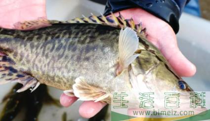 鳜鱼怎么去除背部刺,鳜鱼怎么处理干净(鳜鱼毒刺怎么处理)