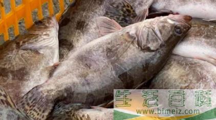 鳜鱼怎么去除背部刺,鳜鱼怎么处理干净(鳜鱼毒刺怎么处理) 鳜鱼怎么去除背部刺,鳜鱼怎么处理干净(鳜鱼毒刺怎么处理)