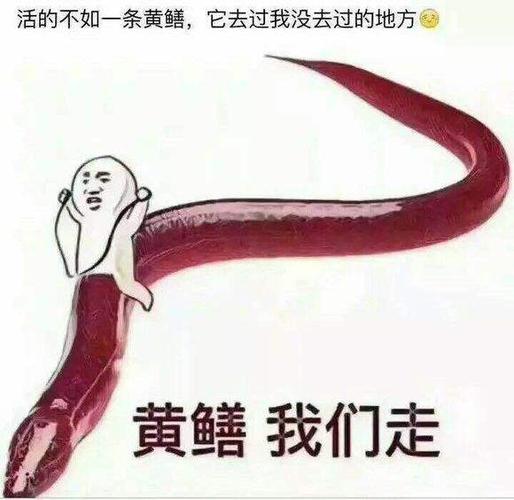 黄鳝女主播琪琪，黄鳝寿命多长时间