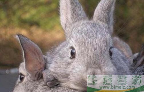 金吉拉兔怎么养？金吉拉兔的养殖方法(金吉拉好养吗?金吉拉猫的饲养方法)