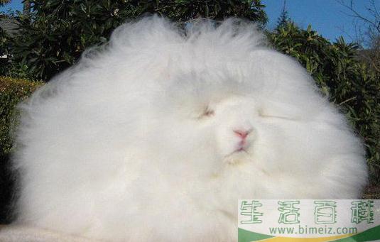 巨型安哥拉兔是怎样的？巨型安哥拉兔的简介(安哥拉兔和安哥拉巨兔)