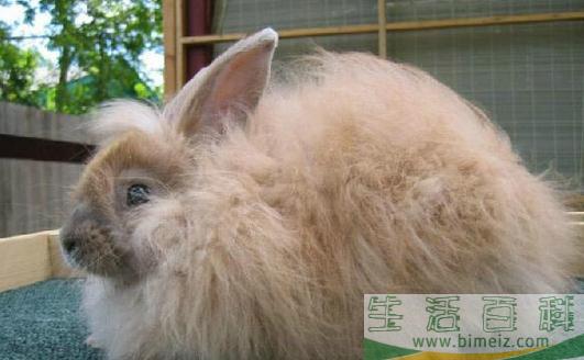 巨型安哥拉兔的产地,巨型安哥拉兔产自哪里？(巨型安哥拉兔年产毛量)