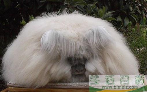 巨型安哥拉兔怎么养？巨型安哥拉兔喂食(安哥拉巨型兔用什么笼子)