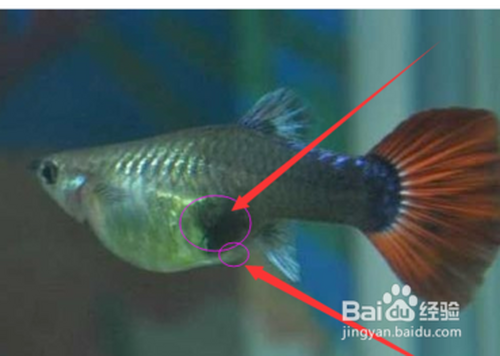 宋慧乔爆肛门是怎么回事，宋慧乔被