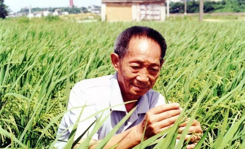 袁隆平简历个人资料，关于袁隆平的(袁隆平的简介)