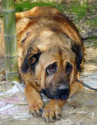 庄濠全，敖犬结婚了吗(庄敖犬女友)