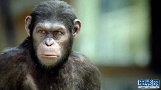 猩球崛起里的猩猩是真的吗？猩球崛起里的凯(猩球崛起里的猩猩叫什么名字)