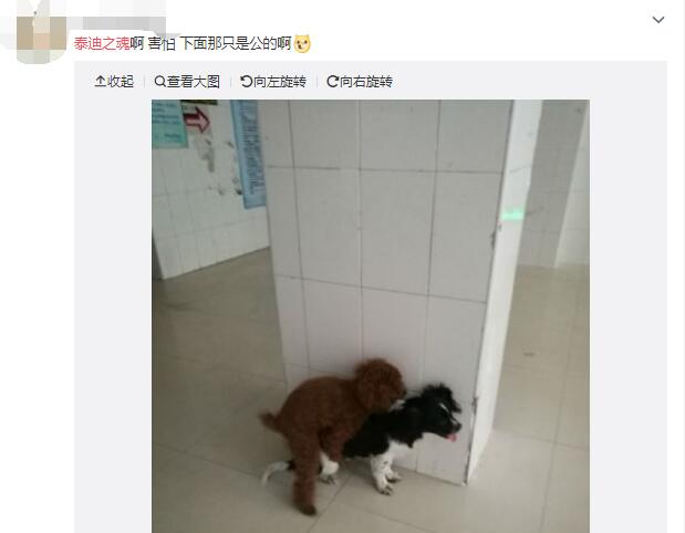 为什么说泰迪狗好污是色狗？泰迪之魂是什么