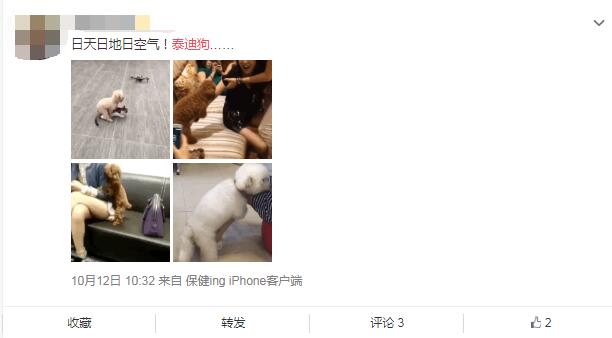 为什么说泰迪狗好污是色狗？泰迪之魂是什么