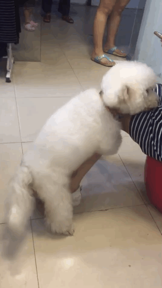 为什么说泰迪狗好污是色狗？泰迪之魂是什么