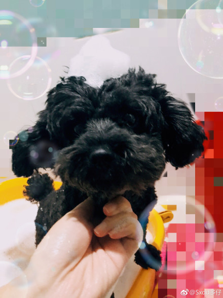 为什么说泰迪狗好污是色狗？泰迪之魂是什么