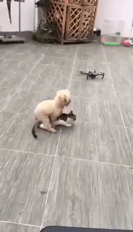 为什么说泰迪狗好污是色狗？泰迪之魂是什么